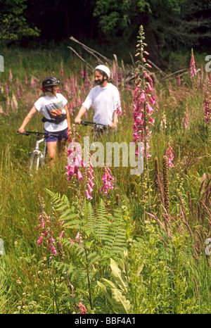 Man and woman bicycle riders admire foxglove wildflowers on Whidbey Island WA USA Stock Photo