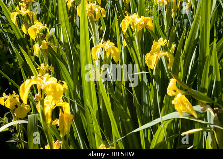 Yellow flag Iris plants Stock Photo