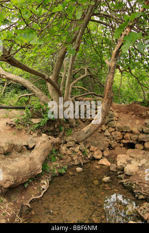 Israel Jerusalem Mountains Fig tree in Ein Mata Mata spring Stock Photo