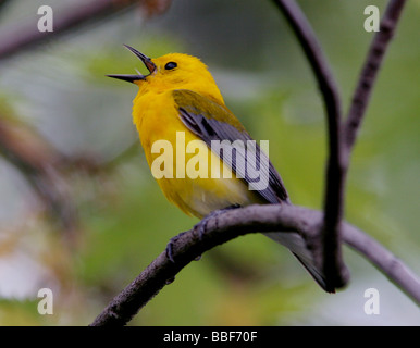 Prothonotary warbler singing Stock Photo