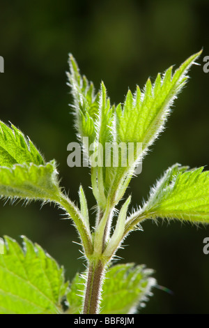 Common nettle (stinging nettle), Urtica dioica. Showing stinging hairs. UK. Stock Photo