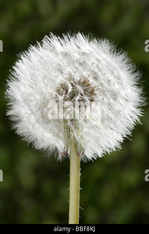 Dandelion seed head. Taraxacum. UK. Stock Photo