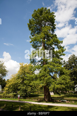 Woman looking up at cypress tree water gardens Schwerin Germany Stock Photo