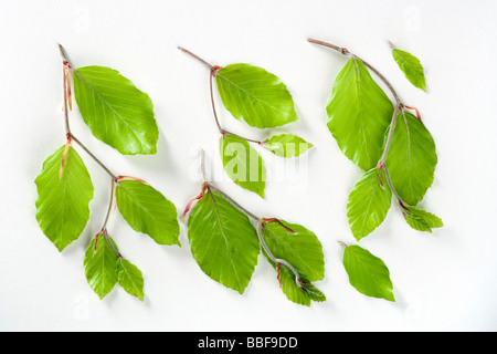 Fresh spring beech leaves, Fagus sylvatica. Stock Photo