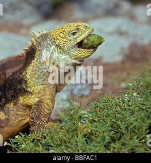 Land iguana eating Opuntia cactus fruit Galapagos Stock Photo