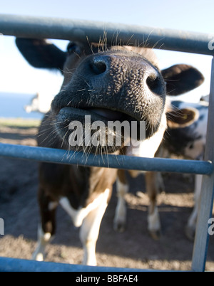 A wet cows nose on a sunny day pokeing through a gate Stock Photo