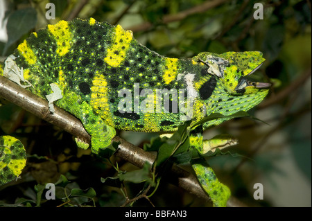 Male Meller's chameleon threat display Stock Photo