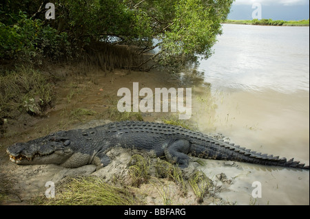 Saltwater crocodile Crocodylus porosus hauled out of Adelaide River beside mangroves NT Australia Stock Photo