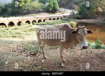 Sacred Cow Kerala India Stock Photo