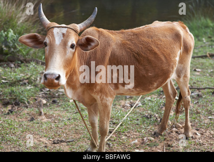 Sacred Cow Kerala India Stock Photo