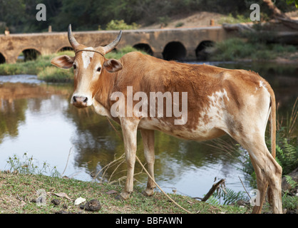 Sacred Cow Kerala India Stock Photo