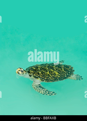 Hawksbill turtle swimming with head above surface Stock Photo