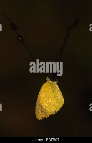 Butterfly Common Grass Yellow Covered with Dew Drops Stock Photo