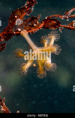 Stalked Jellyfish Stauromedusae Haliclystus spp Southeast Alaska Stock Photo