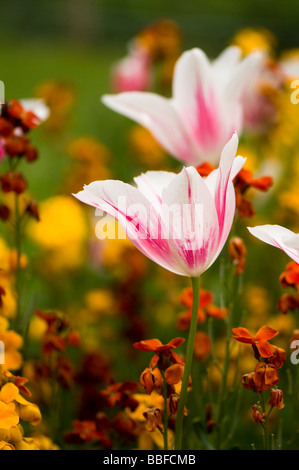 Close up of Lily Flowered Tulip Marilyn against a background of mixed wallflowers Stock Photo