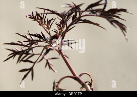 Black Elder  Sambucus nigra black lace Stock Photo