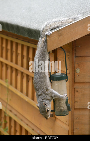 Grey squirrel or Eastern Gray Squirrel Sciurus carolinensis stealing birdfood from a seed feeder suspended from a garden shed Stock Photo