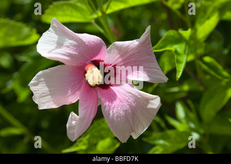 Pink Hibiscus Flower Close-up - Rarotonga, Cook Islands, Polynesia Stock Photo