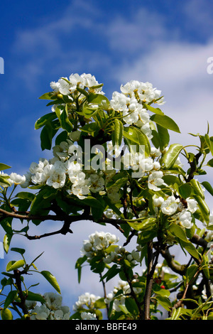 COMICE PEAR BLOSSOM IN SPRING. Stock Photo