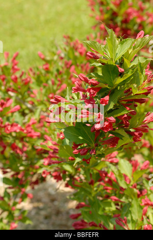 Holly berry bushes in bloom Stock Photo