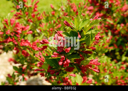 Holly berry bushes in bloom Stock Photo