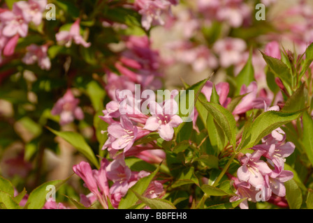 Holly berry bushes in bloom Stock Photo