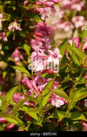 Holly berry bushes in bloom Stock Photo