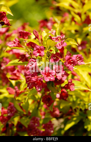 Holly berry bushes in bloom Stock Photo