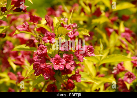 Holly berry bushes in bloom Stock Photo