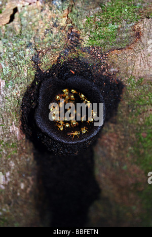 Wasps emerging from their nest, Madre de Dios, Peru Stock Photo