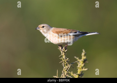 Male Linnet (Carduelis cannabina) perched on gorse branch Stock Photo