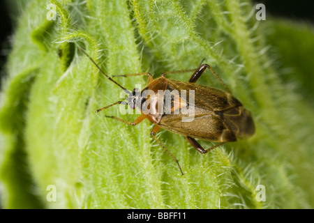 Tarnished Plant Bug (Lygus rugulipennis) Stock Photo
