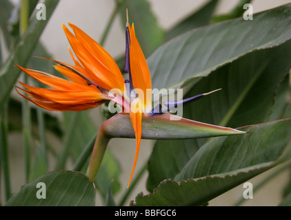 Strelitzia, Crane Flower or Bird of Paradise, Strelitzia reginae, Strelitziaceae, South Africa Stock Photo