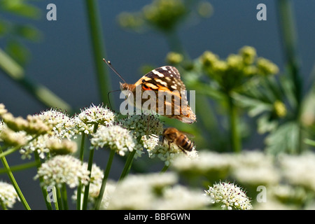 Painted-lady butterfly and bee collecting pollen Stock Photo