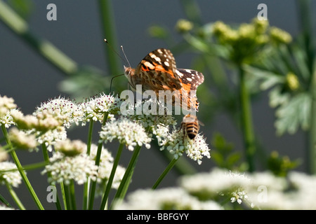 Painted-lady butterfly and bee collecting pollen Stock Photo