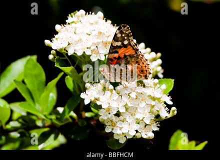 Painted Lady Butterfly resting on white flowering hawthorn Vanessa cardui wingspan 60mm Stock Photo