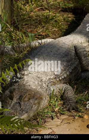 Broad Snouted Caiman Caiman latirostris found in eastern South America Stock Photo
