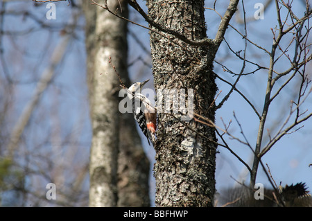 White-backed Woodpecker Dendrocopos leucotos on a tree trunk Stock Photo