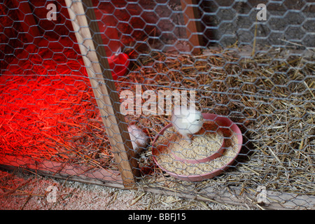 The chicken farm with an incubator for hatching chicks domestic animals rural farming from above overhead in Ohio USA US nobody horizontal hi-res Stock Photo