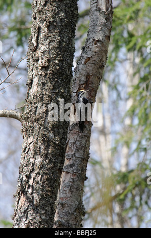 Three-toed Woodpecker Picoides tridactylus at nest hole Stock Photo