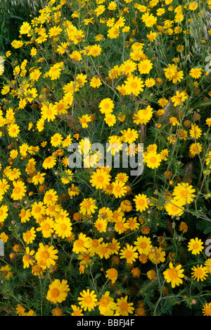 Yellow flowering meadow Stock Photo