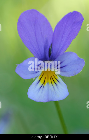 Heartsease Viola tricolor Stock Photo