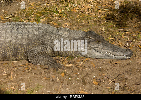 Siamese Crocodile Crocodylus  siamensis critically endangered species from southeast Asia Stock Photo