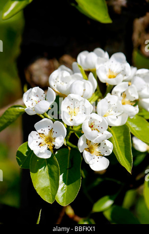 COMICE PEAR BLOSSOM IN SPRING. Stock Photo