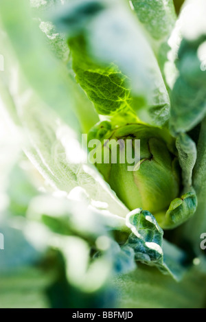 Artichoke growing, extreme close-up Stock Photo