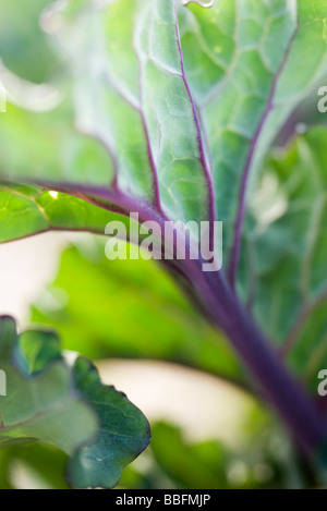 Cabbage leaf, extreme close-up Stock Photo