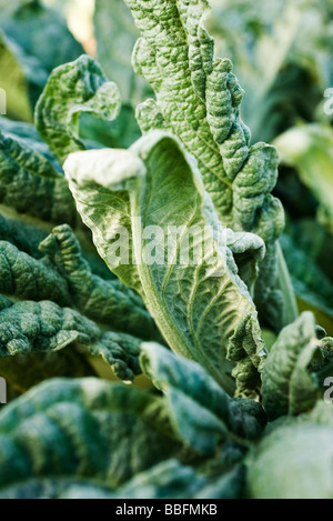 Artichoke leaves, close-up Stock Photo