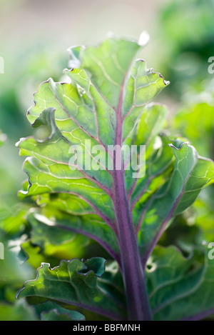 Cabbage leaf, extreme close-up Stock Photo