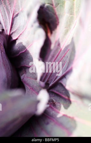 Purple cabbage, extreme close-up Stock Photo