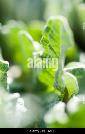 Artichoke leaves, extreme close-up Stock Photo